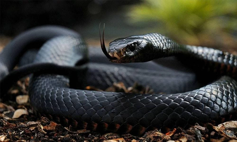 Black mamba: Το πιό δηλητηριώδες φίδι στον κόσμo - Βίντεο
